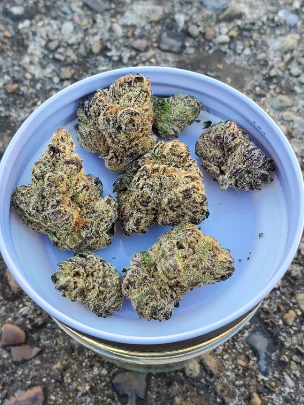 strain-spotlight-popz-41-by-hytek-v0-hm3nshrw193e1 Candy Popz Strain